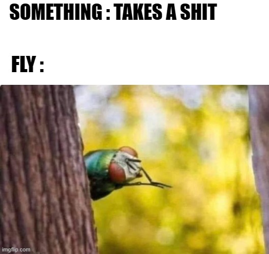 Excited fly | SOMETHING : TAKES A SHIT; FLY : | image tagged in funny memes,funny meme,dirty joke,fly,lol | made w/ Imgflip meme maker