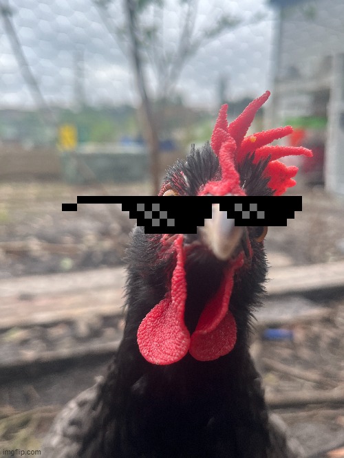 Cool chicken | made w/ Imgflip meme maker