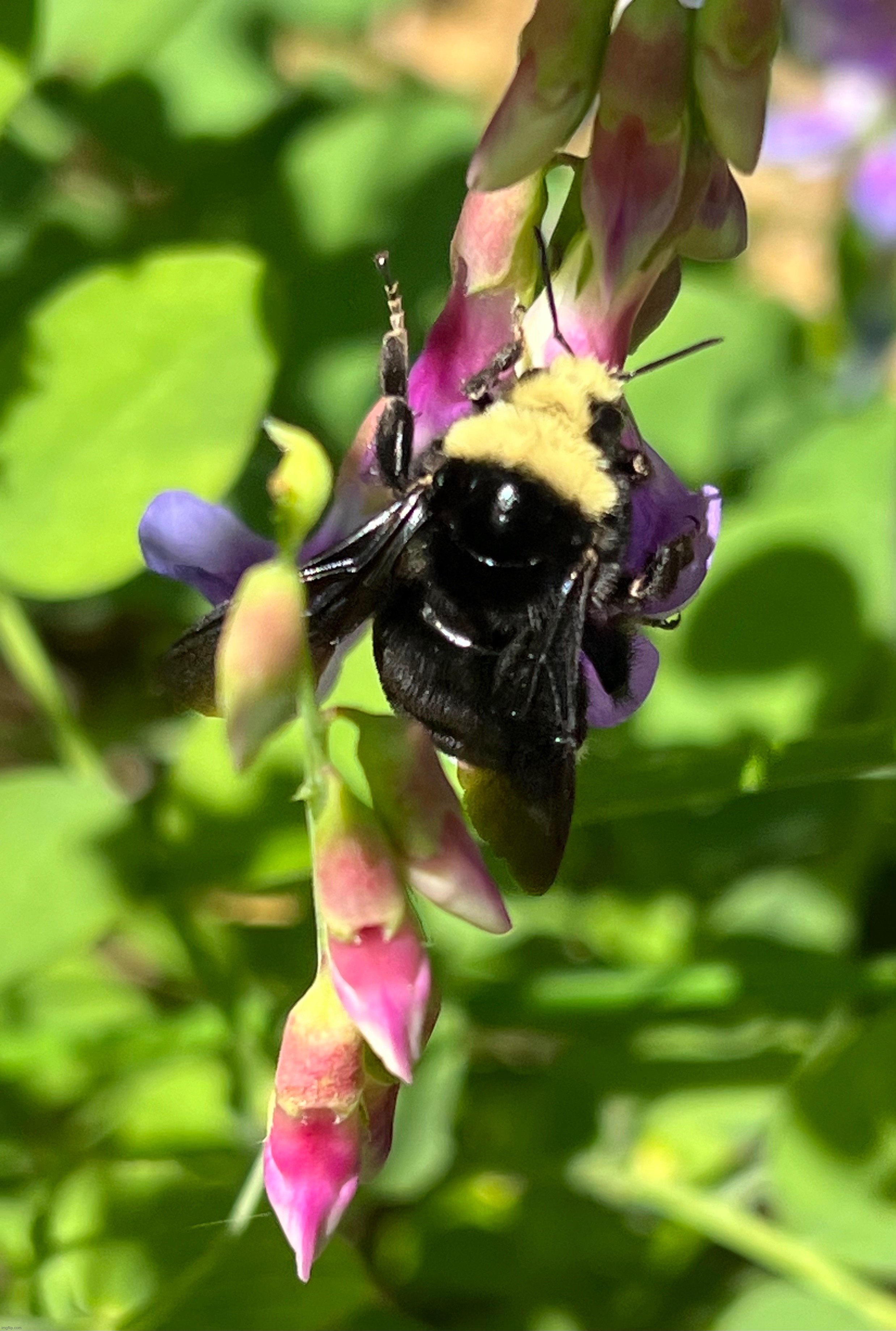 Bumblebee on flower | made w/ Imgflip meme maker