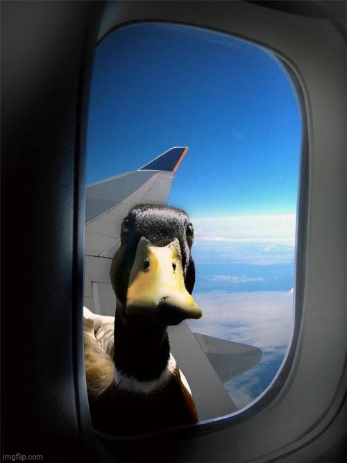 I've been on a family trip for the last few days, I fly back later today | image tagged in duck plane window | made w/ Imgflip meme maker