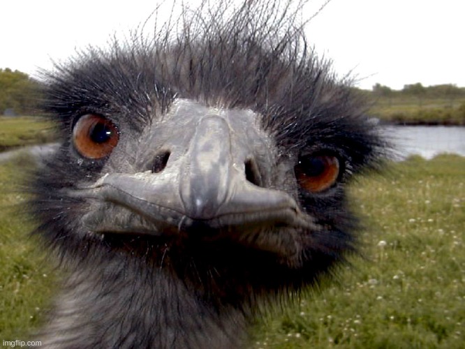 Emu face | image tagged in emu face | made w/ Imgflip meme maker
