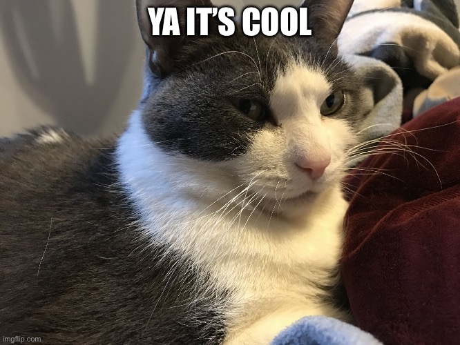 Kindness cat | YA IT’S COOL | image tagged in kindness cat | made w/ Imgflip meme maker