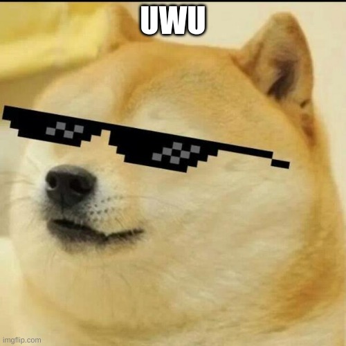 Sunglass Doge | UWU | image tagged in sunglass doge | made w/ Imgflip meme maker