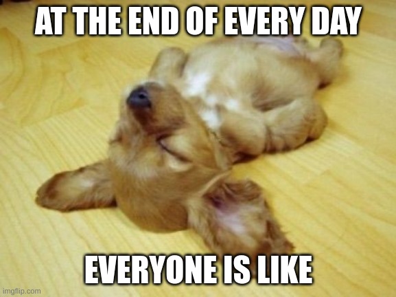 Passed out Puppy | AT THE END OF EVERY DAY; EVERYONE IS LIKE | image tagged in passed out puppy | made w/ Imgflip meme maker