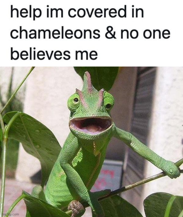 Nobody can see it. | image tagged in crazy chameleon | made w/ Imgflip meme maker
