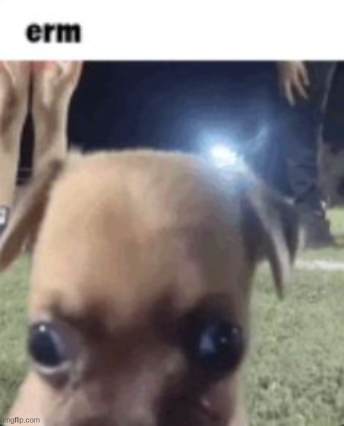 erm what the freak.. | image tagged in erm what the freak | made w/ Imgflip meme maker