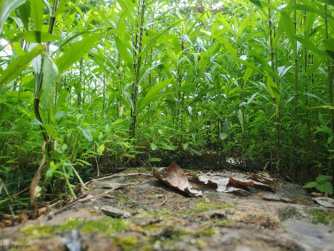 Most rock surrounded by stilt grass | image tagged in rock,photo | made w/ Imgflip meme maker