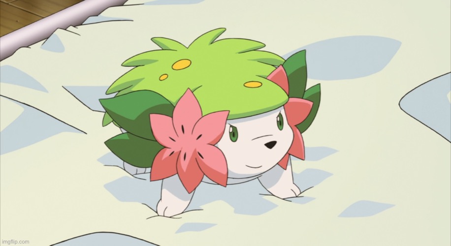 image tagged in shaymin | made w/ Imgflip meme maker