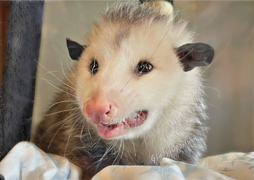 Gladys opposum awkward Blank Meme Template