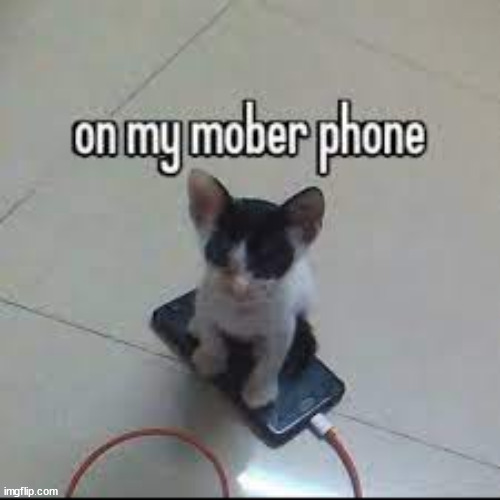 this cat is not using the damn phone!! | made w/ Imgflip meme maker