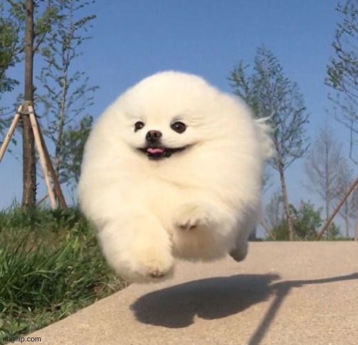 Good day floof | image tagged in good day floof | made w/ Imgflip meme maker