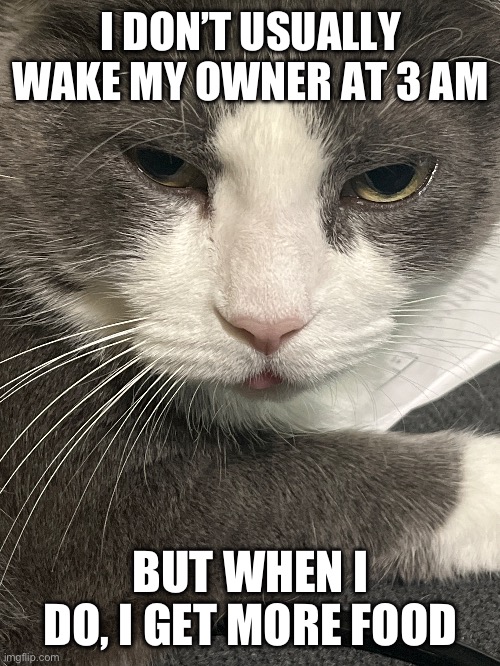 Derpi cat | I DON’T USUALLY WAKE MY OWNER AT 3 AM; BUT WHEN I DO, I GET MORE FOOD | image tagged in memes | made w/ Imgflip meme maker