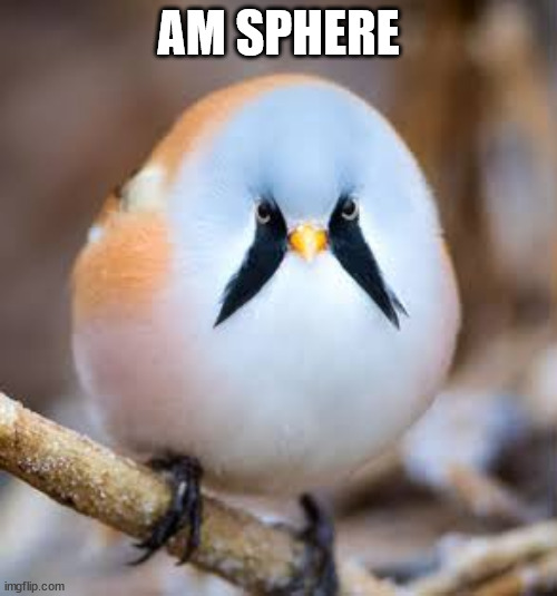 Bearded reedling | AM SPHERE | image tagged in bearded reedling | made w/ Imgflip meme maker