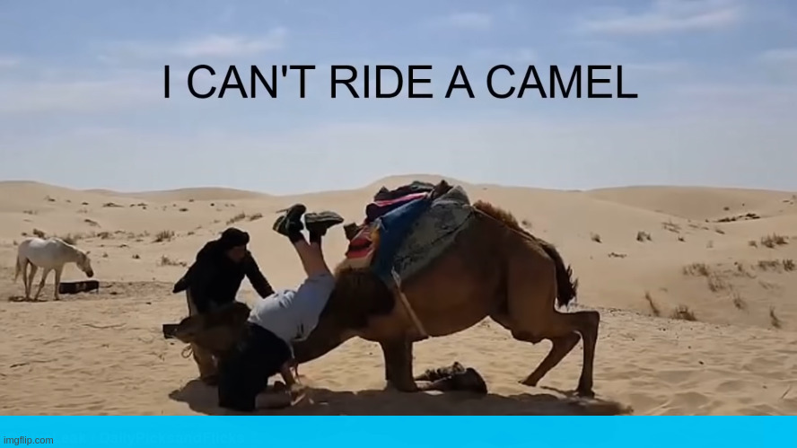 Indeed you can't | image tagged in camel | made w/ Imgflip meme maker