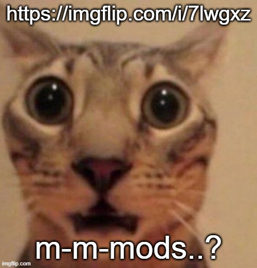 Shocked cat | https://imgflip.com/i/7lwgxz; m-m-mods..? | image tagged in shocked cat | made w/ Imgflip meme maker