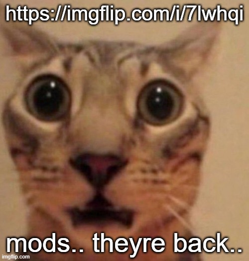 Shocked cat | https://imgflip.com/i/7lwhqi; mods.. theyre back.. | image tagged in shocked cat | made w/ Imgflip meme maker