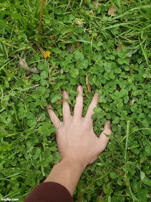 Buddy, this doesn't count as touching grass, because it's in VR | image tagged in kings little fox touching grass | made w/ Imgflip meme maker