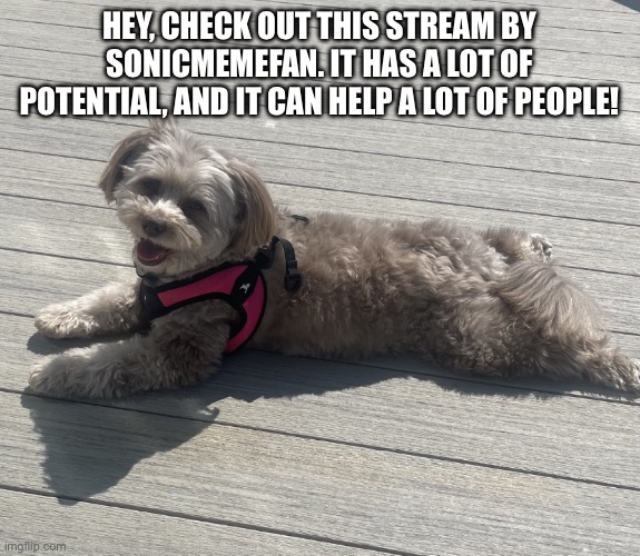 https://imgflip.com/m/Designers-asked | HEY, CHECK OUT THIS STREAM BY SONICMEMEFAN. IT HAS A LOT OF POTENTIAL, AND IT CAN HELP A LOT OF PEOPLE! | image tagged in sunbathing pomapoo | made w/ Imgflip meme maker