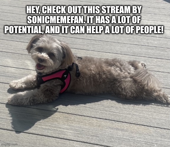 https://imgflip.com/m/Designers-asked - I’m not a bot I’m a mod there and it’s pretty barren | HEY, CHECK OUT THIS STREAM BY SONICMEMEFAN. IT HAS A LOT OF POTENTIAL, AND IT CAN HELP A LOT OF PEOPLE! | image tagged in sunbathing pomapoo | made w/ Imgflip meme maker