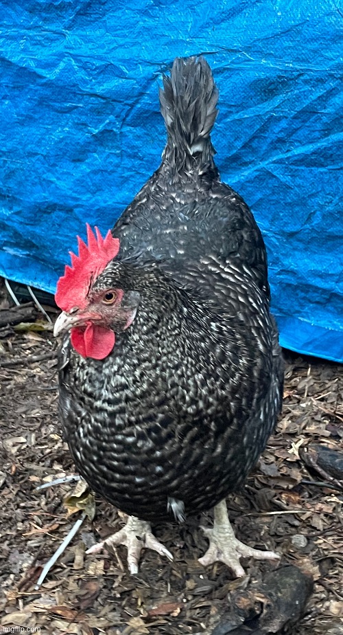 More Quimby! | image tagged in chicken,nice cock bro,photos,photography | made w/ Imgflip meme maker