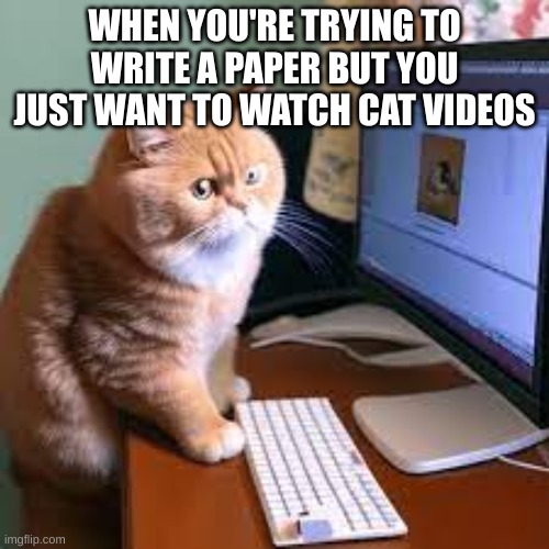 cats | WHEN YOU'RE TRYING TO WRITE A PAPER BUT YOU JUST WANT TO WATCH CAT VIDEOS | image tagged in cats | made w/ Imgflip meme maker