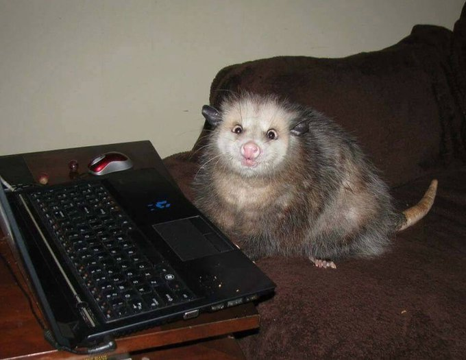 High Quality tech support possum Blank Meme Template