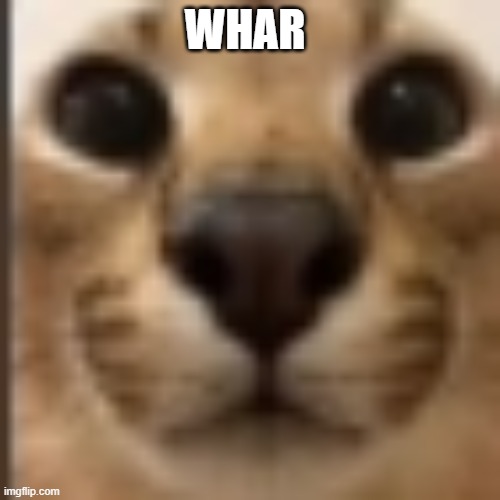 Whar | WHAR | image tagged in whar | made w/ Imgflip meme maker