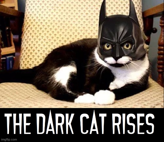 BatCat | image tagged in vince vance,batman,cats,i love cats,memes,the dark knight rises | made w/ Imgflip meme maker