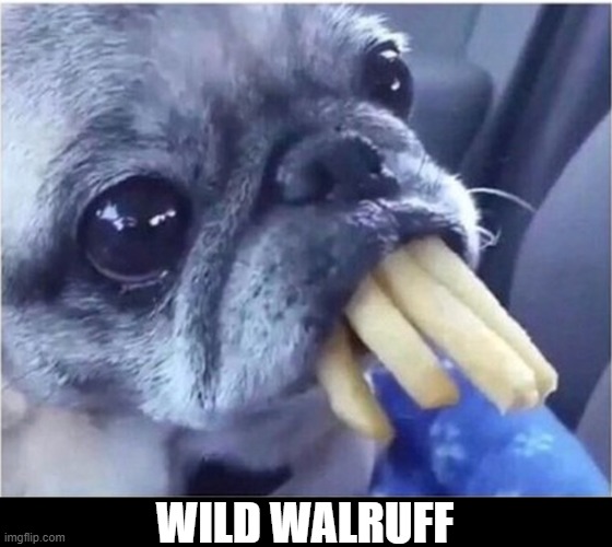 Walruff | WILD WALRUFF | image tagged in pug,walrus,french fry | made w/ Imgflip meme maker