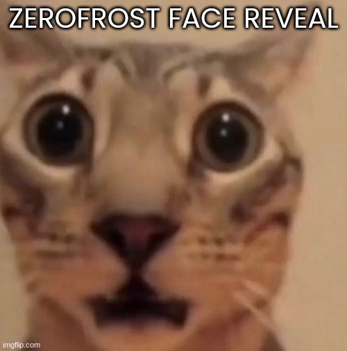 https://imgflip.com/i/7lq7nv / https://imgflip.com/i/7lqmk0 | ZEROFROST FACE REVEAL | image tagged in flabbergasted cat | made w/ Imgflip meme maker