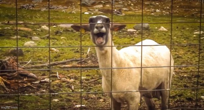 Screaming goat | image tagged in screaming goat | made w/ Imgflip meme maker