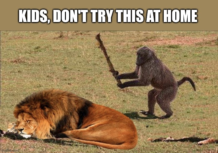 Monkey and Lion | KIDS, DON'T TRY THIS AT HOME | image tagged in monkey and lion | made w/ Imgflip meme maker