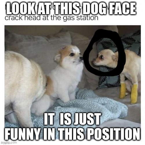 LOOK AT THIS DOG FACE IT  IS JUST FUNNY IN THIS POSITION | made w/ Imgflip meme maker