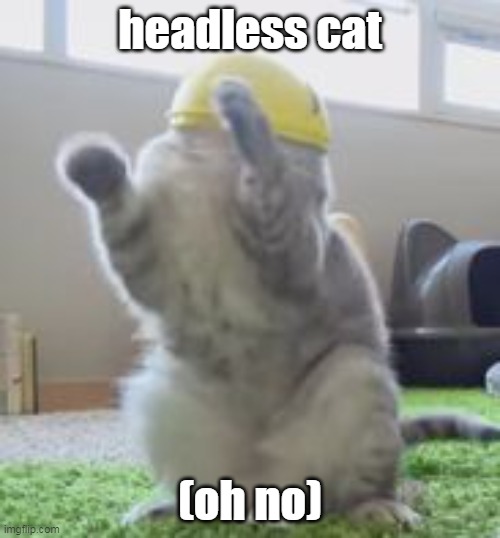 Headless cat 100% real | headless cat; (oh no) | image tagged in cat,headless | made w/ Imgflip meme maker