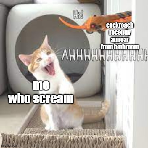cockroach from bathroom (maybe backroom) | cockroach recently appear from bathroom; me who scream | image tagged in scared,jumpscare,cat | made w/ Imgflip meme maker