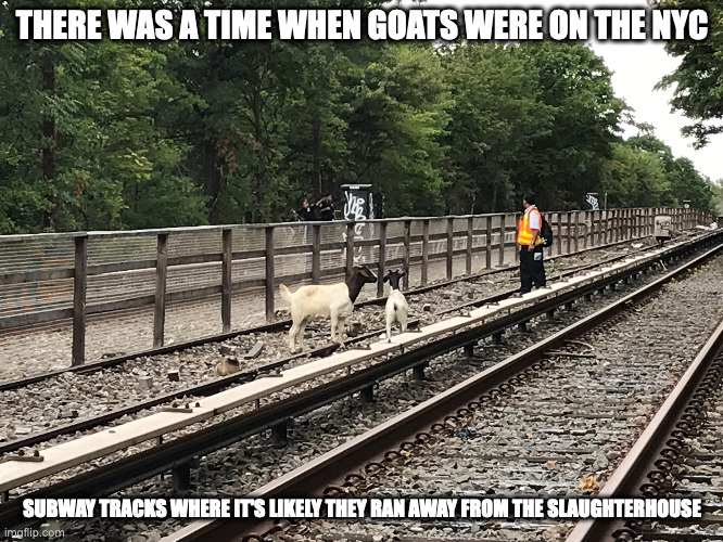 Goats on Subway Tracks | THERE WAS A TIME WHEN GOATS WERE ON THE NYC; SUBWAY TRACKS WHERE IT'S LIKELY THEY RAN AWAY FROM THE SLAUGHTERHOUSE | image tagged in public transport,goats,memes | made w/ Imgflip meme maker