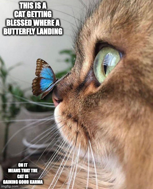 Butterfly on Cat | THIS IS A CAT GETTING BLESSED WHERE A BUTTERFLY LANDING; ON IT MEANS THAT THE CAT IS GAINING GOOD KARMA | image tagged in cats,butterfly,memes | made w/ Imgflip meme maker