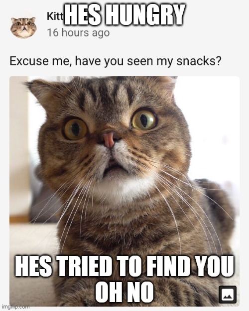 oH No | HES HUNGRY; HES TRIED TO FIND YOU
OH NO | image tagged in cat,hungry,hungry cat | made w/ Imgflip meme maker