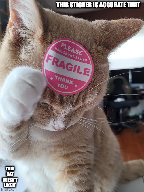 Cat With Accurate Sticker | THIS STICKER IS ACCURATE THAT; THIS CAT DOESN'T LIKE IT | image tagged in cats,sticker,memes | made w/ Imgflip meme maker