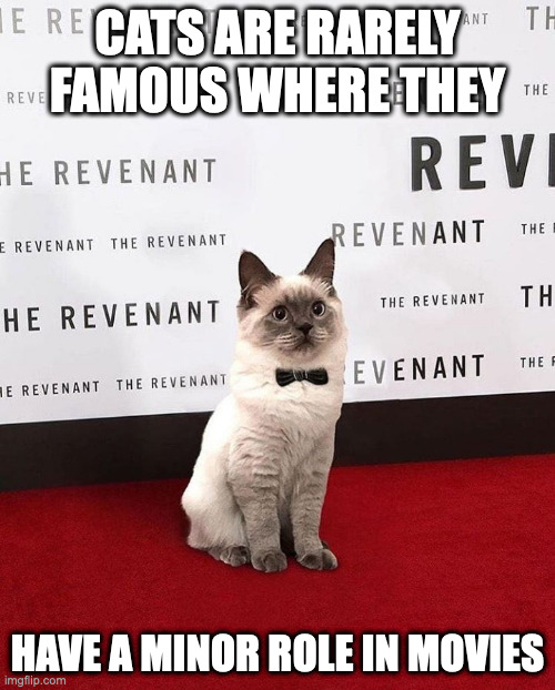 Cat With Bowtie | CATS ARE RARELY FAMOUS WHERE THEY; HAVE A MINOR ROLE IN MOVIES | image tagged in cats,memes,showbiz | made w/ Imgflip meme maker