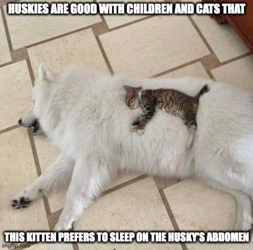 Kitten Sleeping on a Husky's Abdomen | HUSKIES ARE GOOD WITH CHILDREN AND CATS THAT; THIS KITTEN PREFERS TO SLEEP ON THE HUSKY'S ABDOMEN | image tagged in cats,dogs,memes | made w/ Imgflip meme maker