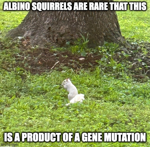 Albino Squirrel | ALBINO SQUIRRELS ARE RARE THAT THIS; IS A PRODUCT OF A GENE MUTATION | image tagged in squirrel,memes,albino | made w/ Imgflip meme maker