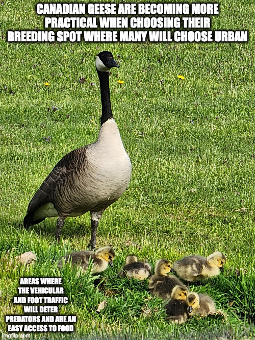 Goose With Goslings | CANADIAN GEESE ARE BECOMING MORE PRACTICAL WHEN CHOOSING THEIR BREEDING SPOT WHERE MANY WILL CHOOSE URBAN; AREAS WHERE THE VEHICULAR AND FOOT TRAFFIC WILL DETER PREDATORS AND ARE AN EASY ACCESS TO FOOD | image tagged in canada goose,memes | made w/ Imgflip meme maker