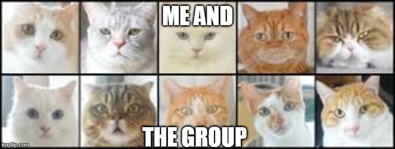 THE G R O U P | ME AND; THE GROUP | image tagged in cats,group | made w/ Imgflip meme maker