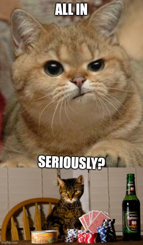 ALL IN; SERIOUSLY? | image tagged in suspicious cat,poker cat | made w/ Imgflip meme maker