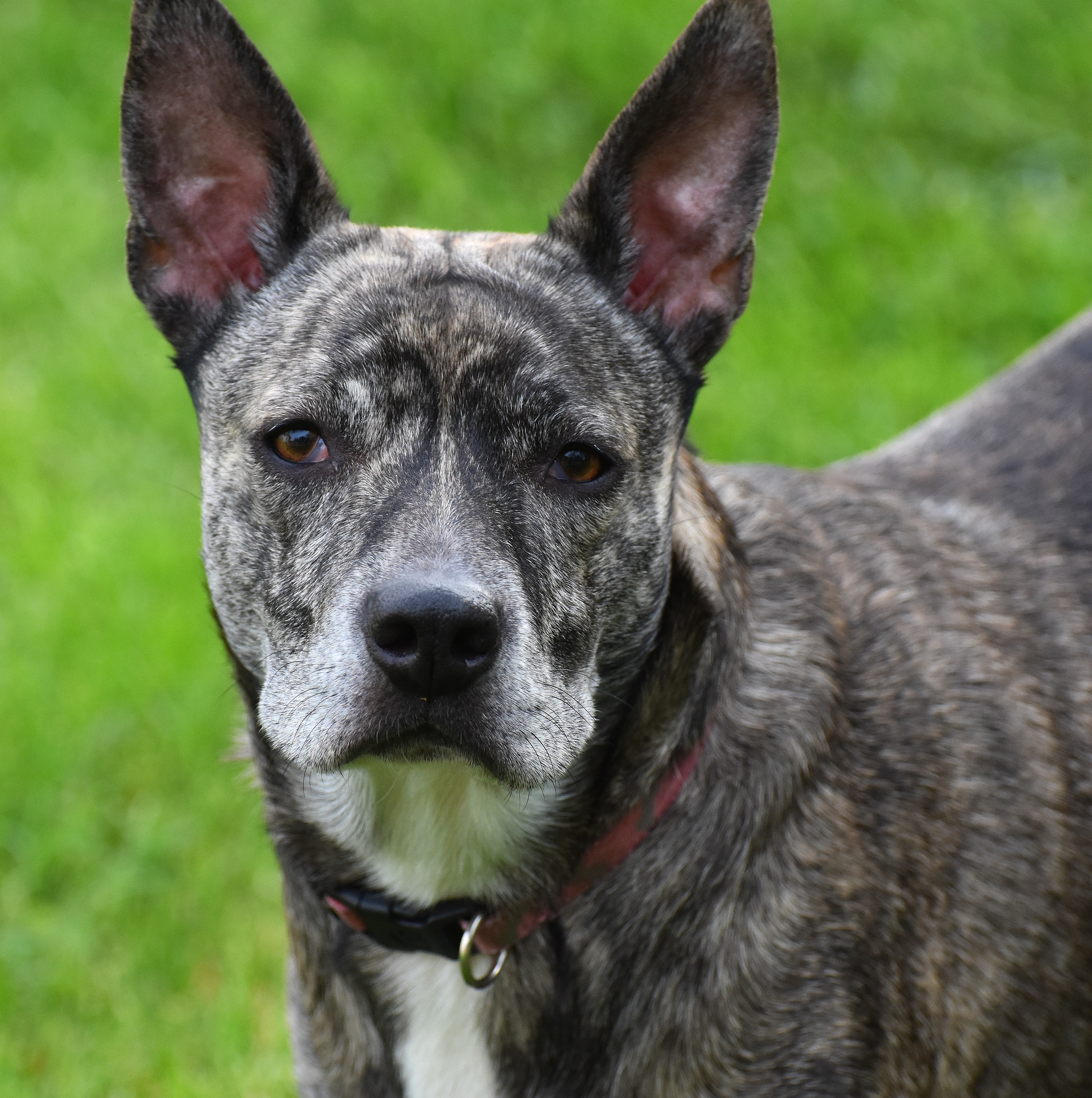 my grand dog Missy | image tagged in missy the dog,grand dog | made w/ Imgflip meme maker