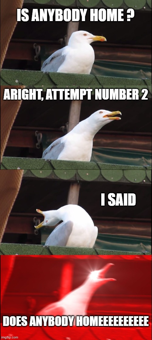 IDK :( | IS ANYBODY HOME ? ARIGHT, ATTEMPT NUMBER 2; I SAID; DOES ANYBODY HOMEEEEEEEEEE | image tagged in memes,inhaling seagull | made w/ Imgflip meme maker