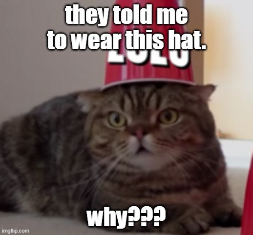 Pope | they told me to wear this hat. why??? | image tagged in pope,cat,funny memes,funny | made w/ Imgflip meme maker