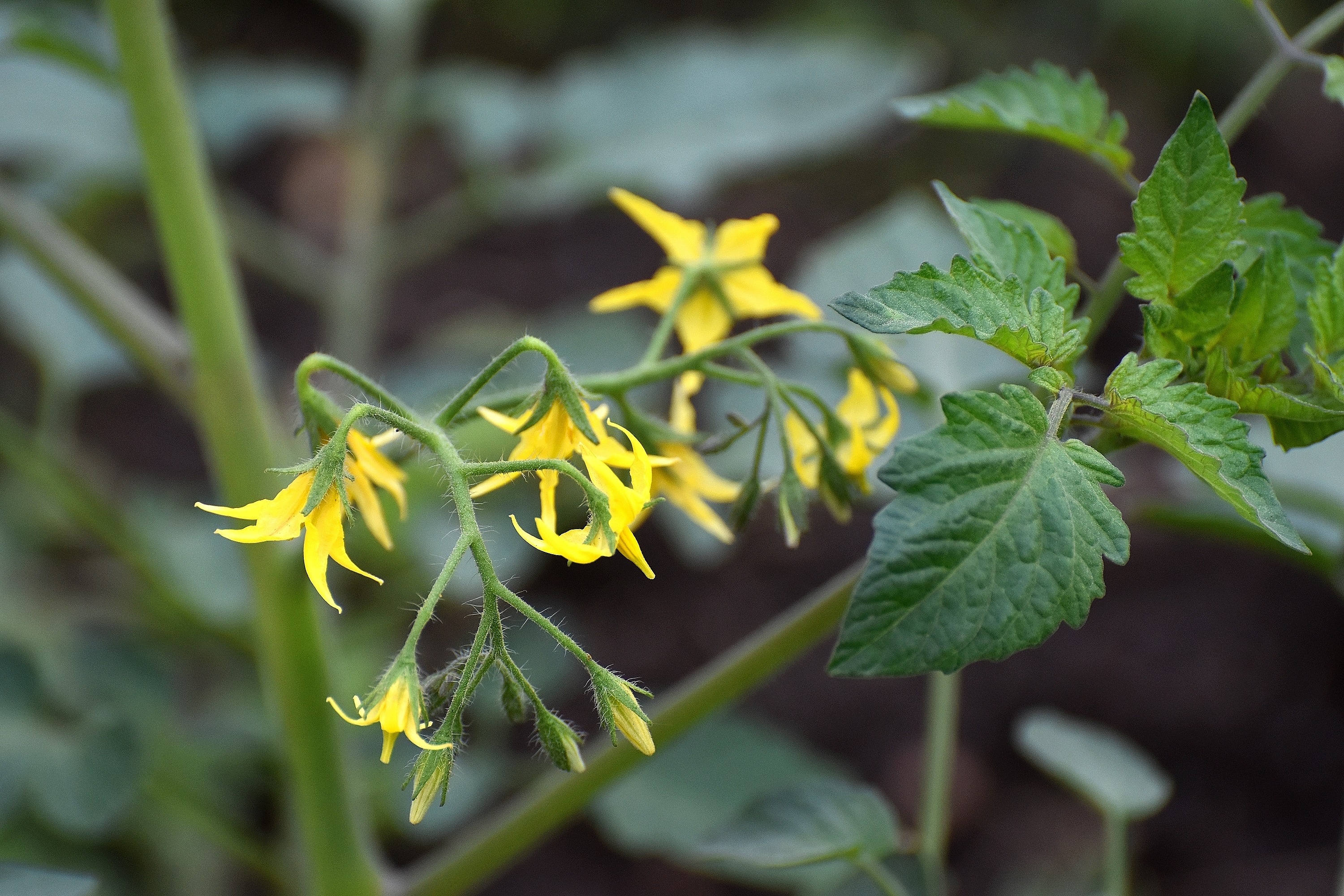 tomato blossoms | made w/ Imgflip meme maker