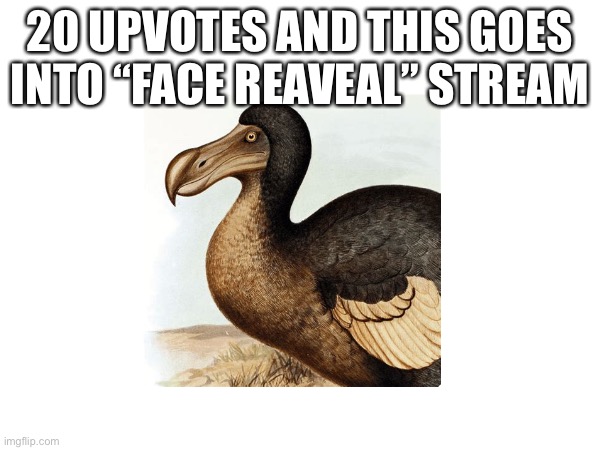 E | 20 UPVOTES AND THIS GOES INTO “FACE REAVEAL” STREAM | image tagged in lol | made w/ Imgflip meme maker